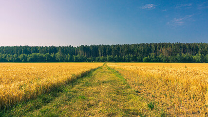 Fototapeta premium Ein Feldweg in den Wald