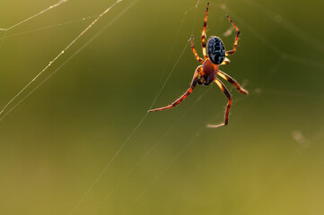 little spider on a spider web on a summer morning