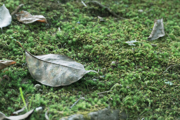 Leaf on green moss ground