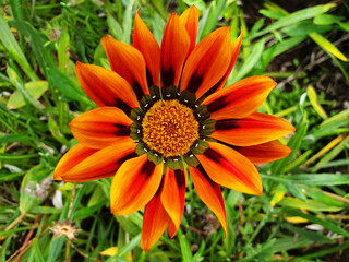 Orange flower Gazania rigens on the background of green grass.