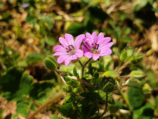 Pink Geranium molle flowers on a field background.