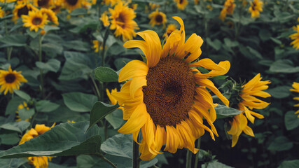 Obraz premium Ein Sonnenblumenfeld am Morgen