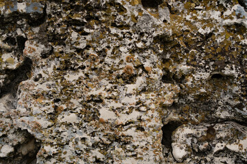 A background image of mossy rock pattern in nature