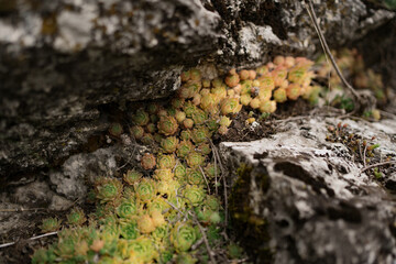 Close up shoot of a succulent carpet plant, ripening on the rocks on a hot summer day. Floral pattern