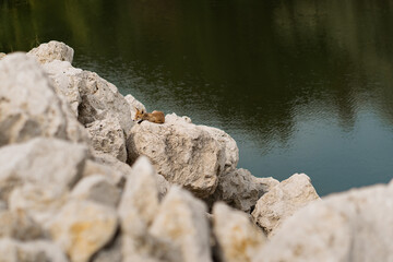 Fototapeta na wymiar Little fox sunbathing on a white stone near water in nature. Discover wild animals in natural areal