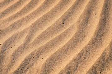 Golden texture of sand dunes. Abstract wavy lines background. Sand ripples in the desert