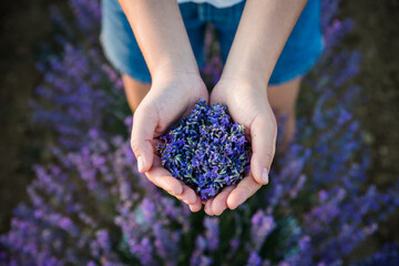 Woman hands filled up with fresh lavender flower, top view.