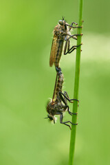 Raubfliegen oder Jagdfliegen (Asilidae) bei der Kopulation