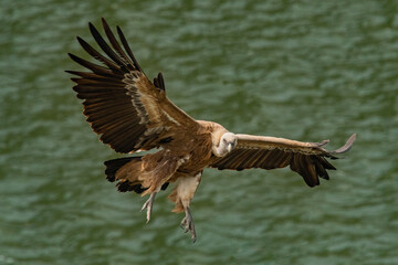 Griffon Vulture, Monfrague National Park, Spain