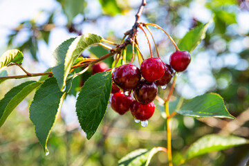 Bunch of fresh ripe cherries hanging on a cherry tree branch. Water droplets on fruits, cherry...