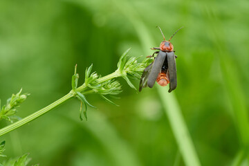 Gemeiner Weichkäfer (Cantharis fusca) 