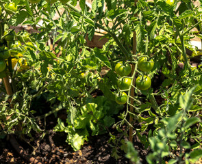 Green growing unripe tomatoes on a branch among the leaves