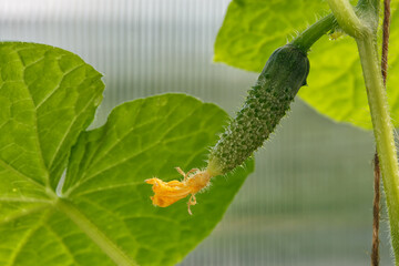 Cucumber on a branch growing in a greenhouse