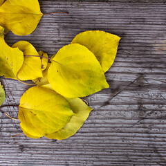 Fototapeta na wymiar Yellow autumn leaves on a gray wooden aged board. Autumn still life, autumn style