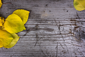 Yellow autumn leaves on a gray wooden aged board. Autumn still life, autumn style
