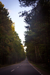 Obraz premium Road surrounded by green trees