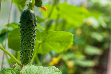 Cucumber on a branch growing in a greenhouse