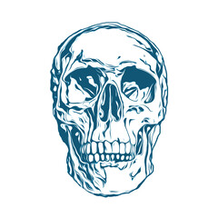 human skull illustration