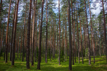 In den Wäldern von Estland