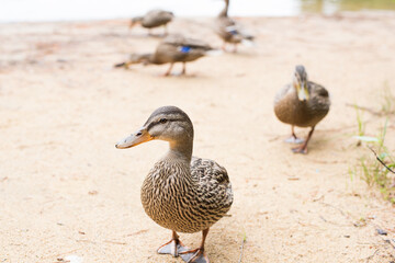 wild duck in the park