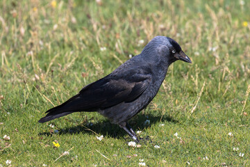 Obraz premium A Western Jackdaw, also known as the Eurasian Jackdaw, European Jackdaw, or simply Jackdaw, is a small, black crow with a distinctive silvery sheen to the back of its head.
