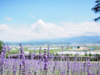 北海道の夏風景 富良野ラベンダーの丘