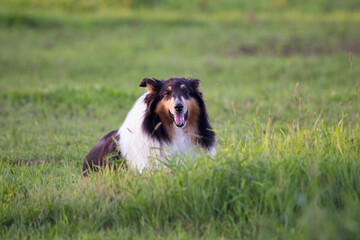 Beautiful friendly tri-colored long-haired collie lying down in grass contentedly looking straight ahead with mouth open