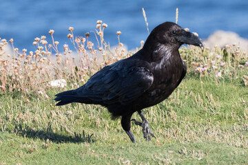 British Raven, the largest of the crow family.