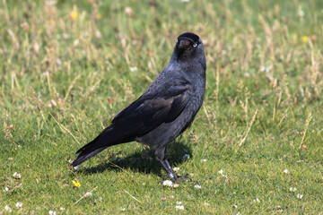 A Western Jackdaw, also known as the Eurasian Jackdaw, European Jackdaw, or simply Jackdaw, is a small, black crow with a distinctive silvery sheen to the back of its head.