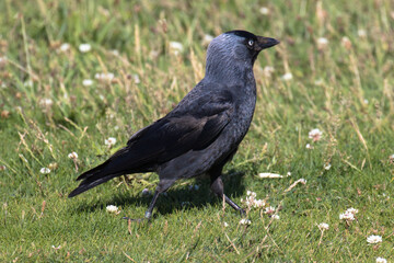 A Western Jackdaw, also known as the Eurasian Jackdaw, European Jackdaw, or simply Jackdaw, is a small, black crow with a distinctive silvery sheen to the back of its head.