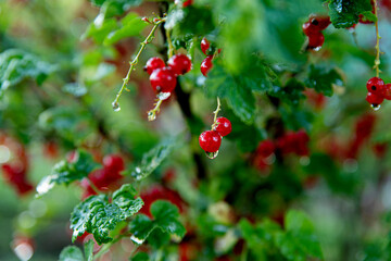 Ripe red currants growing on branch in orchard. Close up of sweet red berries after rain. Red currant (ribes rubrum) hanging from bush