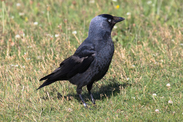 Obraz premium A Western Jackdaw, also known as the Eurasian Jackdaw, European Jackdaw, or simply Jackdaw, is a small, black crow with a distinctive silvery sheen to the back of its head.