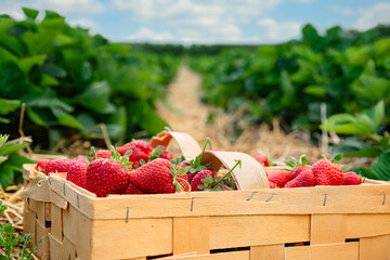 Many fresh red strawberries in wooden baskets after harvest on organic strawberry farm. Strawberries ready for export. Agriculture and ecological fruit farming concept
