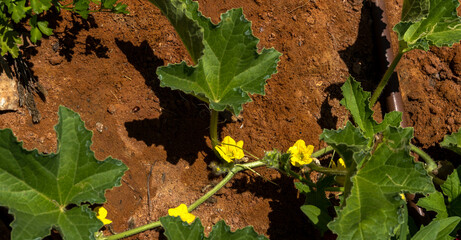 Yellow flower and leaves of cucumber in the summer garden