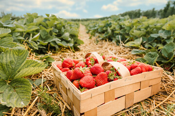 Many fresh red strawberries in wooden baskets after harvest on organic strawberry farm....