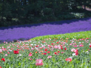 北海道の風景 富良野ファーム富田 ポピー畑