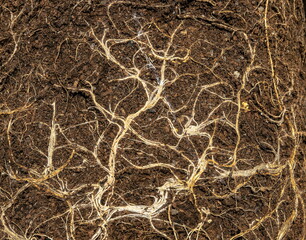 Earth from pots with the bare dried roots of seedlings texture background, Dry root tangle or root system of garden plants, macro roots