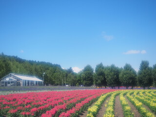 北海道の風景 富良野ファーム富田