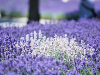 Obraz premium 北海道の風景 富良野白いラベンダー