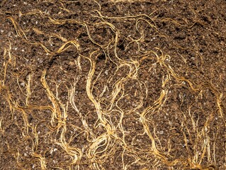 Earth from pots with the bare dried roots of seedlings texture background