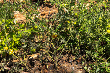 Green growing unripe tomatoes on a branch among the leaves