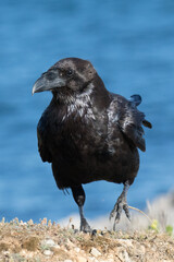 British Raven, the largest of the crow family.