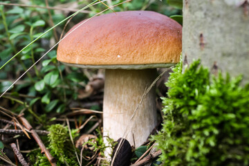 Edible delicacy white mushroom boletus grows in the autumn forest