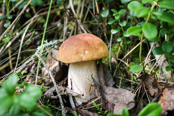 Edible delicacy white mushroom boletus grows in the autumn forest