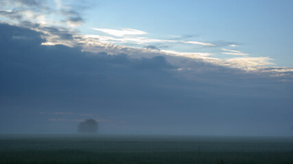 morning fog. lonely tree in a field in the fog