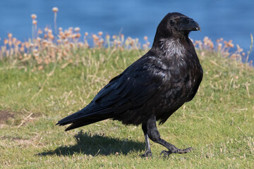 British Raven, the largest of the crow family.