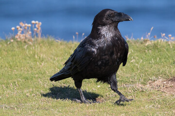 British Raven, the largest of the crow family.
