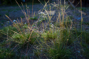 grass in the garden