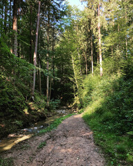 Path in the woods