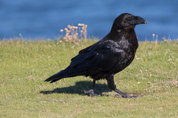 British Raven, the largest of the crow family.